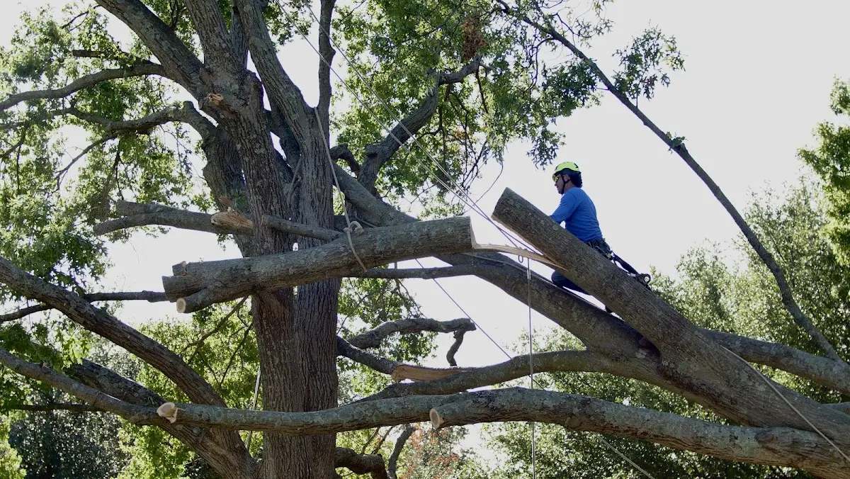 Professional Crown Thinning performed by certified arborists in Kennan